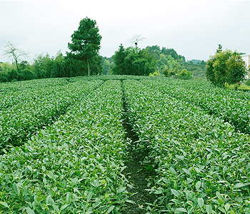 1676621036803485.jpg gs.jpg